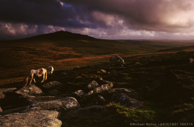 Dartmoor ponies