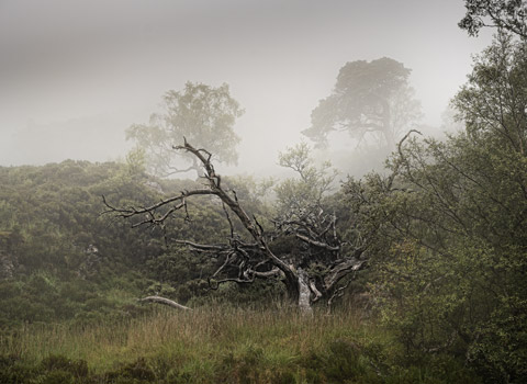 A dead tree on a Scottish hill