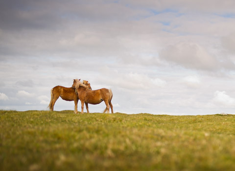 Ponies in Cornwall