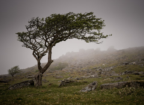 Windswept tree on Bodmin Moor