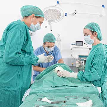 Vets preforming an operation in a South London veterinary surgery