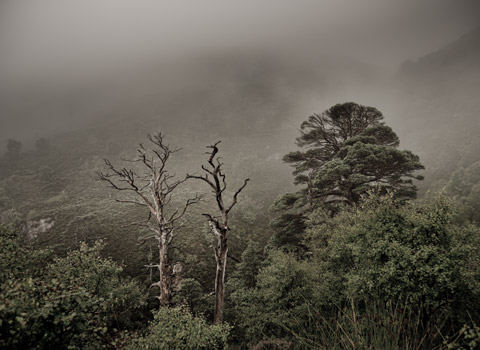 Misty hill in Scotland