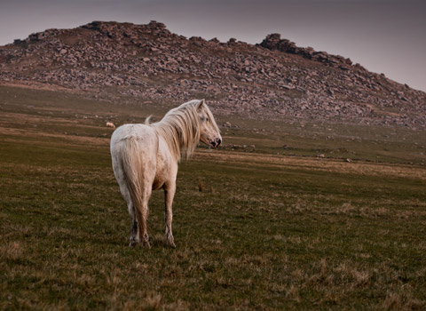 Pony in Cornwall