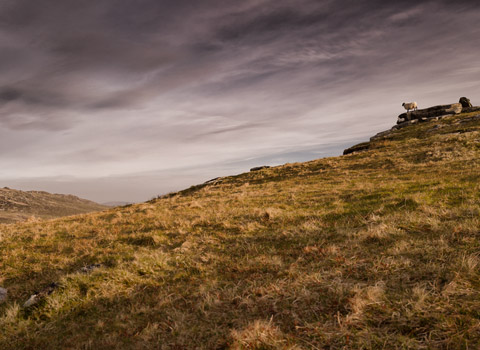 A sheep in the landscape in Cornwall