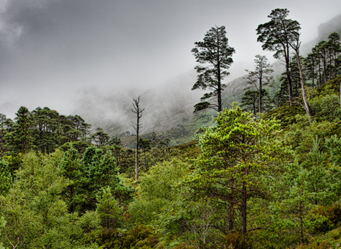 Trees on a hillside in Scotland