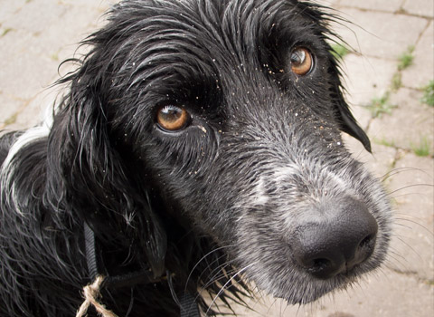 Dog with string for a lead