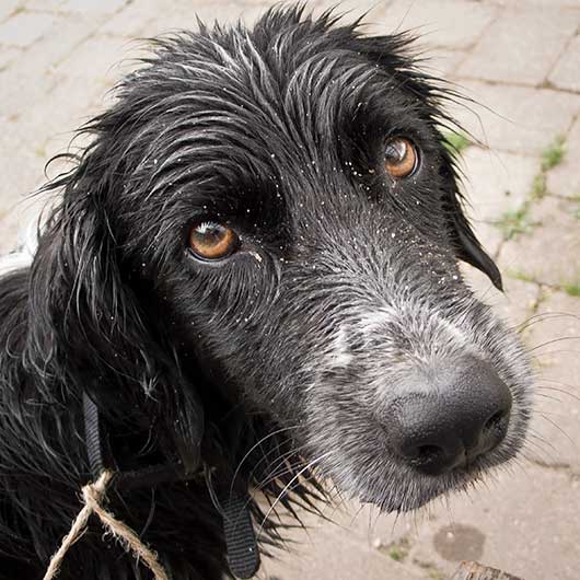 A sad looking dog looking at the camera